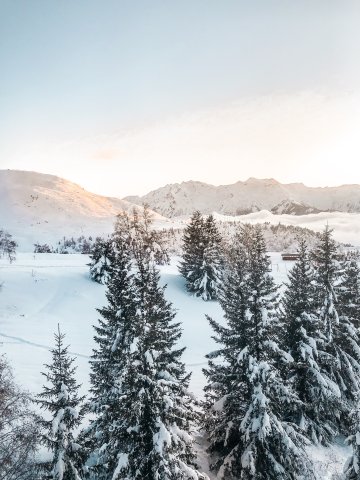 Sapin vue matin