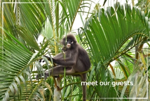 Meet Our Guests