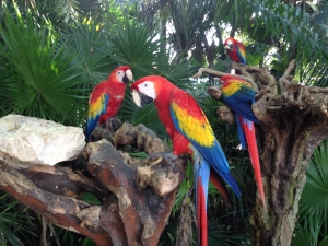 Cancun - Les perroquets de Xcaret.