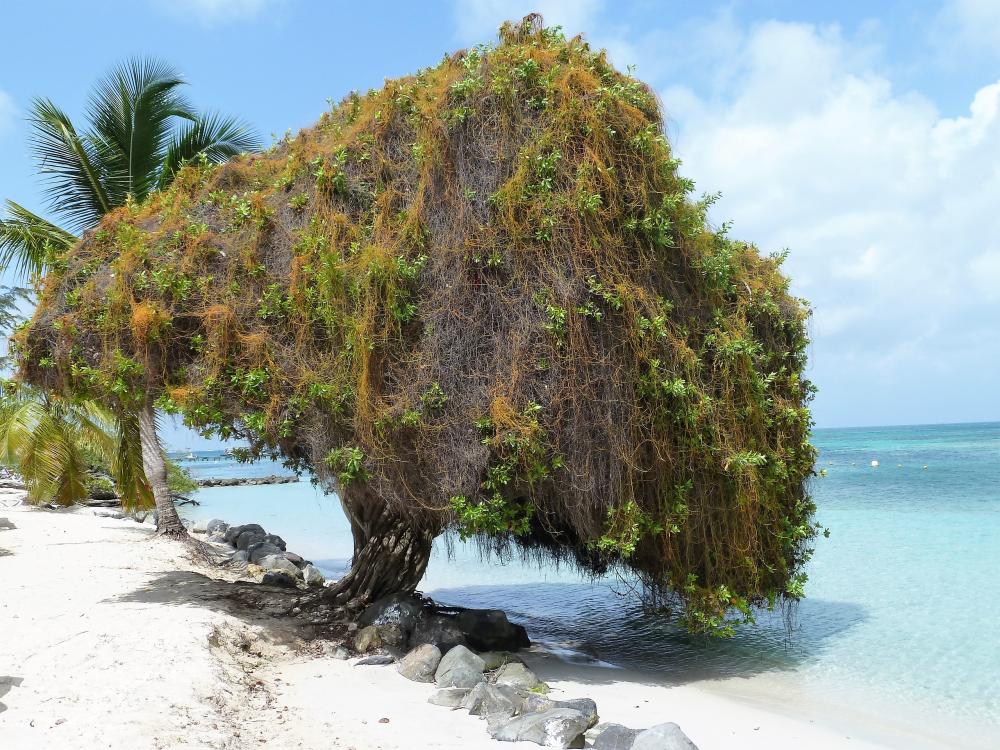 Arbre.JPG