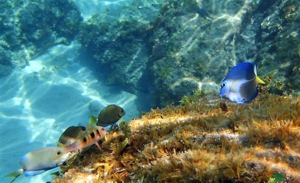 Poissons.JPG