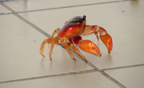 Course de Crabes.jpg