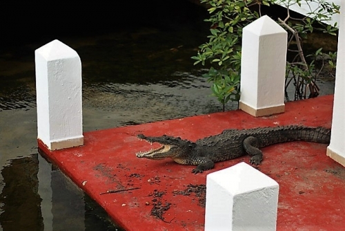 croco02.jpg