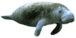Lamantins-68296.gif