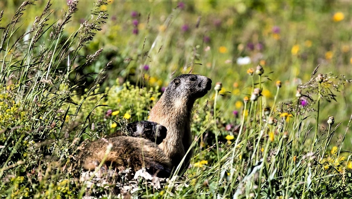 Marmottes.jpg