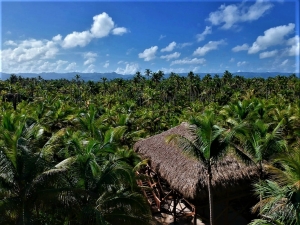 Salle de yoga dans la jungle