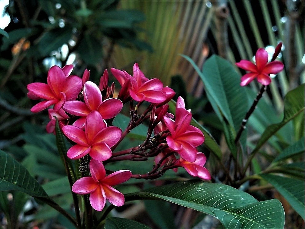 Frangipanier Rose.jpg
