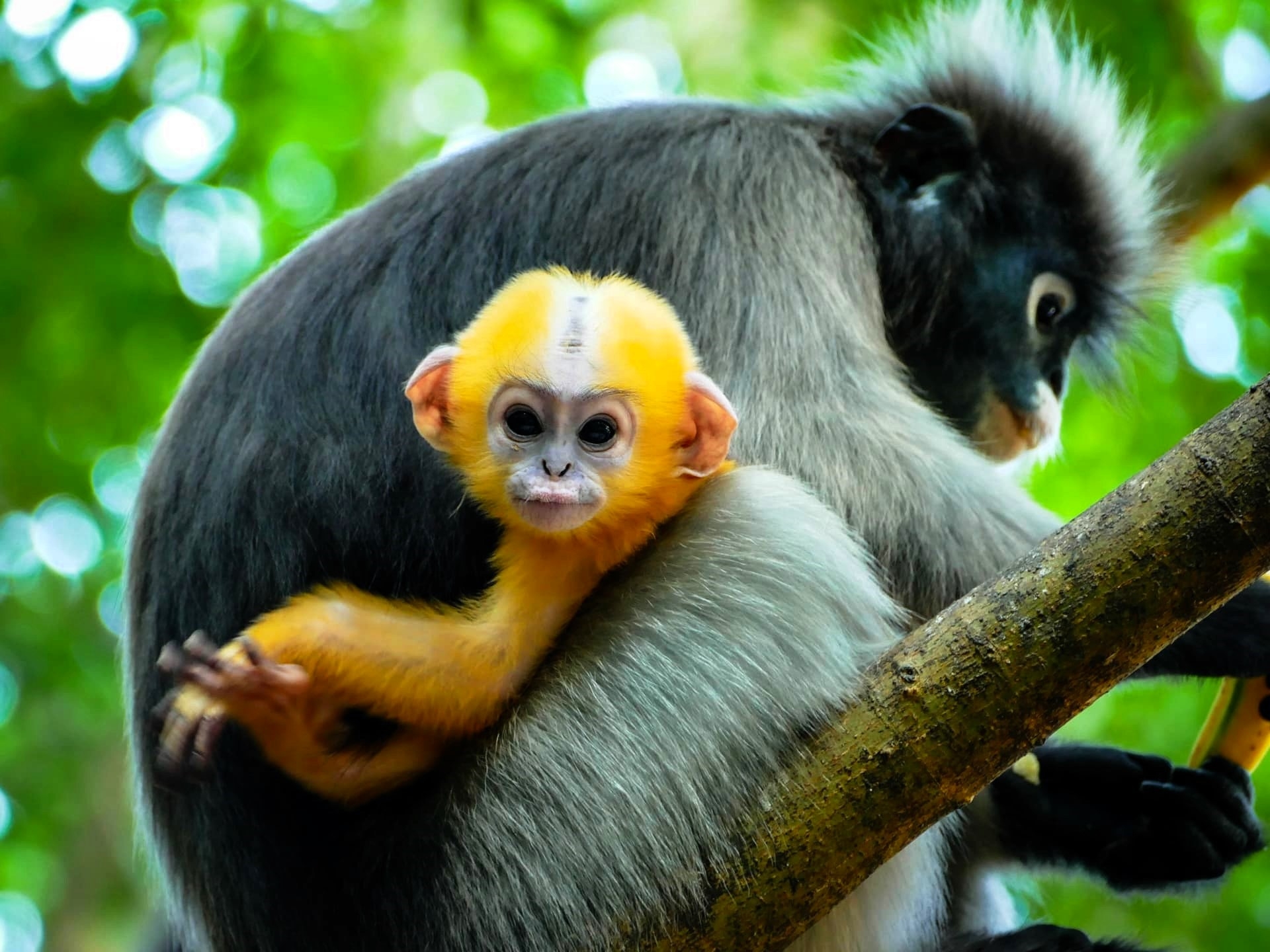 Langur1.jpeg