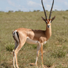 gazelles